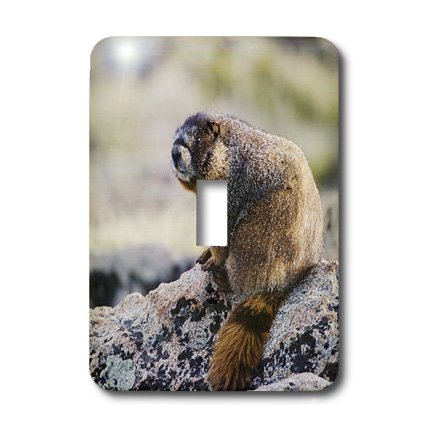 Interrupteur marmot à ventre jaune pour remplacer une plaque murale terne - 4