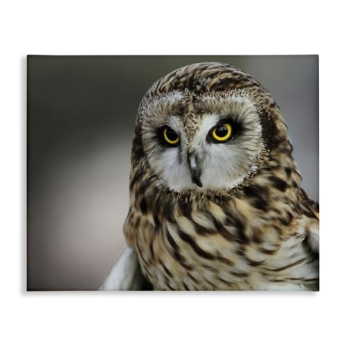 Stupell Industries Fierce Hunting Owl Bokeh, 36 x 48 Inch Canvas Wall Art
