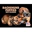 Dachshund Puppy