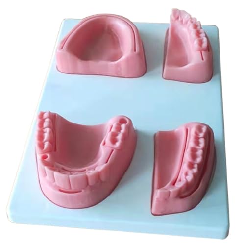 Modelo de práctica oral para simulación de limpieza y enseñanza 2