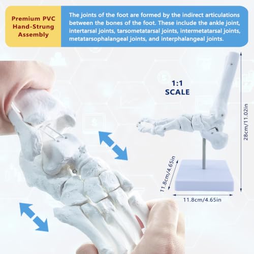 Image of Life Size Human Foot and Ankle Model, Fully Articulated, Anatomical Foot Bone Model for Podiatry, Orthopedic Study, Education