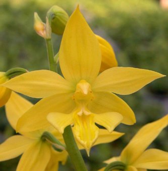 エビネ 黄色R8A Amazon｜黄エビネ｜観葉植物 オンライン通販