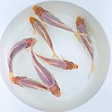 Toledo Goldfish Live White Comet Goldfish for Ponds, Aquariums or Tanks – USA Born and Raised –...