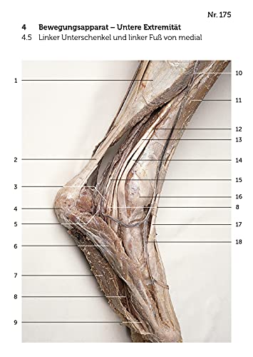 Image of Lernkarten Anatomie