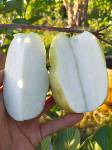 Image of All-Time 12 Months Hybrid GRAFTED Live Fruit Plant Original & Authentic Organic Tree for Outdoor Fast-Growing Fruit Plant Home Gardens Pack Of-1 (Seedless Guava Plant, Medium)