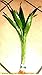 Produktbild 1 Bund Dracenae grüner Drachenbaum, Sumpfpflanze