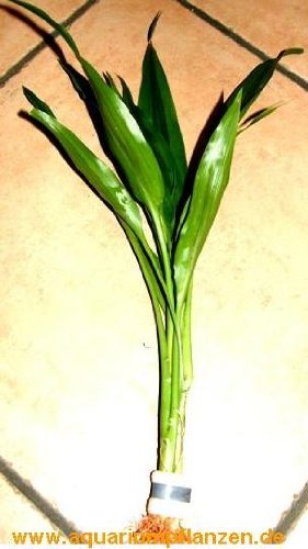 Preisvergleich Produktbild 1 Bund Dracenae grüner Drachenbaum, Sumpfpflanze