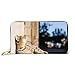 Produktbild JHGFG Mode Handtasche Reißverschluss Brieftasche Junge Tabby Katze liegt an der Wand Telefon Kupplung Geldbörse Abendkupplung Blockieren Leder Brieftasche Multi Card Organizer