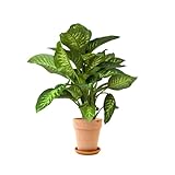 DECOALIVE Dieffenbachia con Maceta de Cerámica Planta de Interior Natural