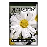 Sow Right Seeds - Shasta Daisy Flower Seeds for Planting, Beautiful Flowers to Plant in Your Garden;...