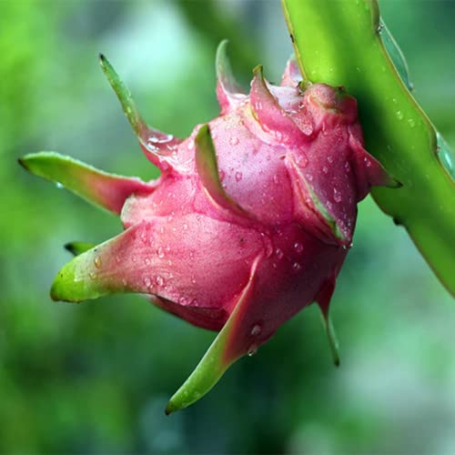 Chuxay Garden Mix Dragon Fruit,Pitahaya Seeds 200 Seeds Edible Juicy Sweet Fruit Gardening Gifts Survival Gear Food Seeds Easily Grow #TOP4