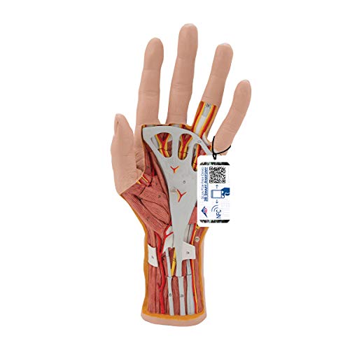 Image of 3B Scientific M18 Internal Hand Structure Model 3-part - 3B Smart Anatomy