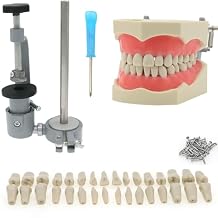 Columbia 860 Type Dental Typodont Model Model Mounting Pole Removable 32Pcs Screw-in Teeth Dentist Study Practice Supplies M-8030 M-8030 & T-8030 & M-ZJ