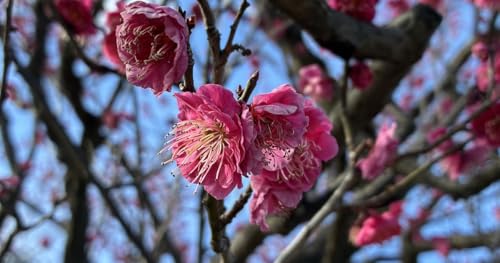 2193◆出没！アド街ック天国天国「梅が丘篇」 #電動車椅子さんぽ #久米宏ラジオなんですけど