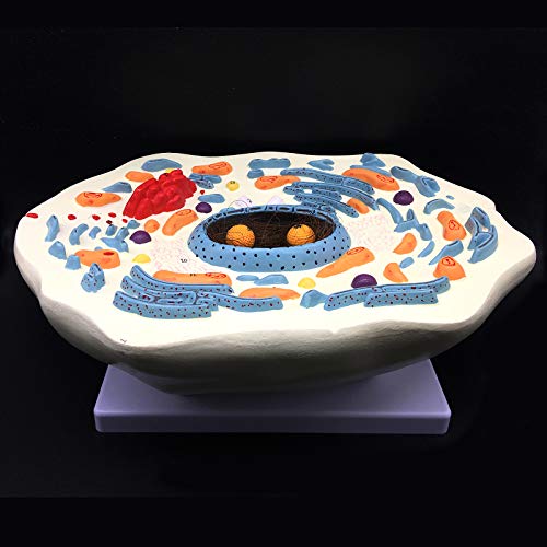 20000X Enlarged Animal Cell Model Anatomically Accurate Cell Model Anatomy for Science Classroom Study Display Teaching Medical Model