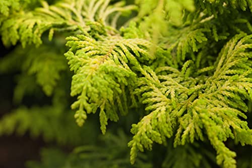 Chamaecyparis obtusa 'Fernspray Gold' 20–25 cm – Immergrün, Winterhart, Pflegeleicht – Hinoki-Scheinzypresse – Ziergehölz für Kübel & Beet