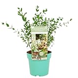 Plant in a Box - Eucalyptus parvifolia 'Oliva' - Arbusto de eucalipto - Maceta 19cm - Altura 40-50cm