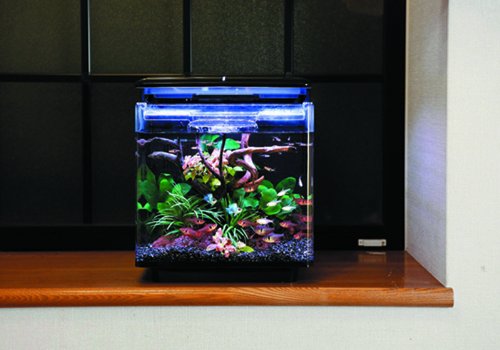 Amazon | ジェックス アクアリエ セラピーブラック | GEX | 飼育セット