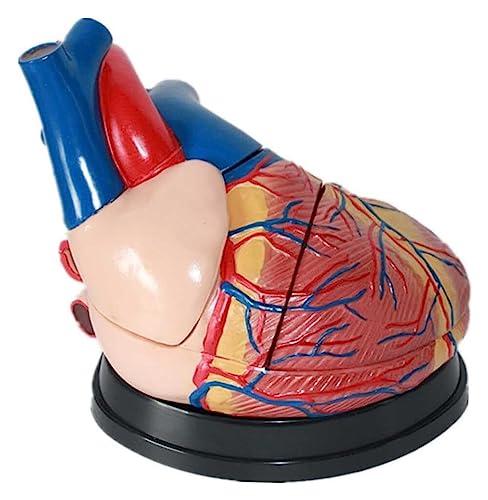 Modèle d'étude cardiaque de haute précision à texture claire - 2