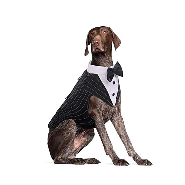 Dora bridal formal dog tuxedo for medium large dogs, labrador pet wedding party suit outfit with detachable bowtie collar neckerchief bandana, dress-up halloween costumes handsome elegant cosplay