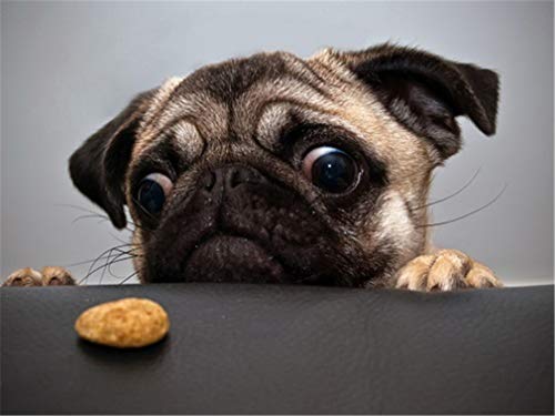 YEESAM ART Dipingere con i numeri, adulti e