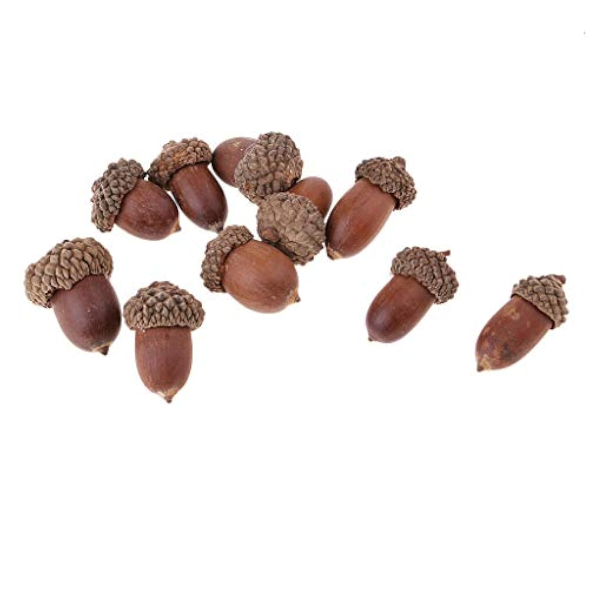 Rustic Dried Acorns for Home Decor