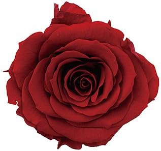Preserved Red Rose Head Pack of 6