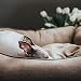 HUNTER Livingston Hundesofa, Hundebett, Strukturstoff, klassisch, L, braun, 100 x 75 x 35 cm