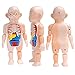 LPOQW 3D Montessori Giocattoli Educativi per il Corpo Umano Anatomia Puzzle Educazione Costruzione Montessori Giocattolo Corpo Umano Modello Giocattoli Insegnamento per Bambini
