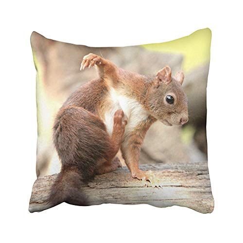 Mr.Q Beautiful Throw Pillows Case 18 X 18 Inch Squirrel Fathers Day Throw Pillows Urban Outfitters Standard for Couch Bench Babies Seniors Adults Girls Living Room Unisex-Adult Chair Business Gifts
