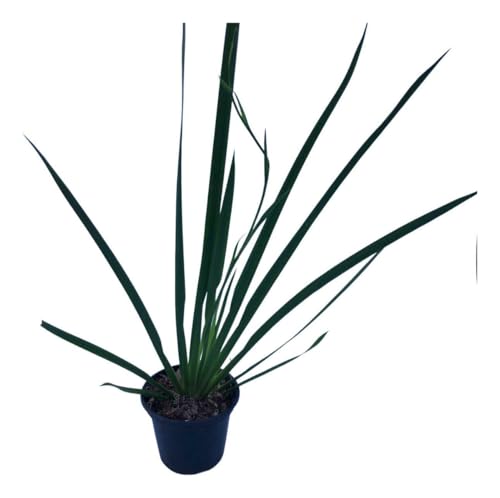 Planta Adulto Moray Branco para Jardim e Paisagismo