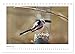 Feathered Garden Guests, Tail Tits (Desk Calendar 2026 DIN A5 Landscape), CALVENDO Monthly Calendar: Cute Small Shuttlecocks
