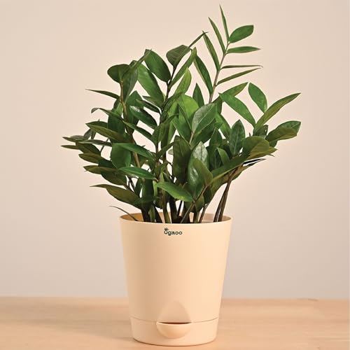 Ugaoo ZZ Plant, Zamia Air Purifer Plant With Self Watering Pot (Zamioculcas Zamiifolia)