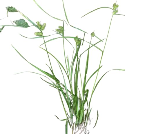 Carex lurida | Shallow Sedge | Bareroot | Wetland Restoration