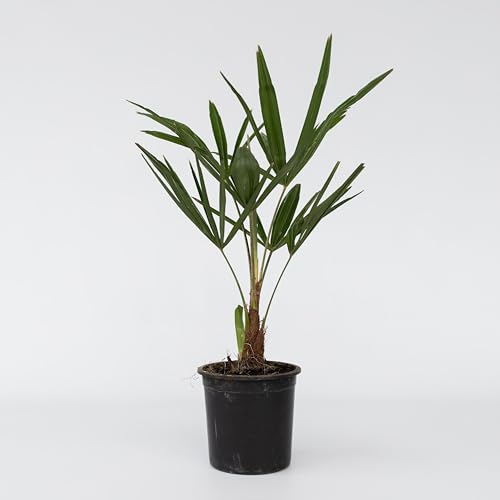 Plant in a Box - Trachycarpus Fortunei - Palmera de abanico asiática - Maceta 15cm - Altura 35-45cm