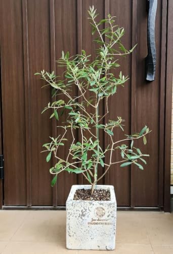 観葉植物 オリーブの木 テラコッタ」の人気商品一覧・価格比較 - 価格.com