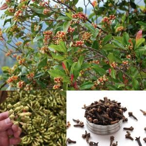 Greenlifelive Clove Live Plant, Lobongo Plant "Special Variety" (Flower After 6 Month) Pack of 1 (B0CW34Q161) Amazon Price History, Amazon Price Tracker