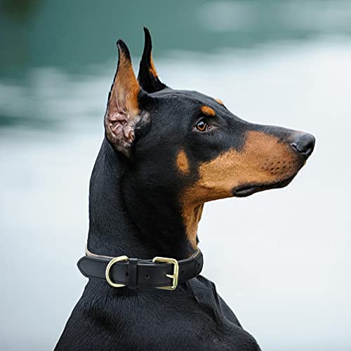 Mile High Life Genuine Leather and Canvas Dog Collar #TOP26