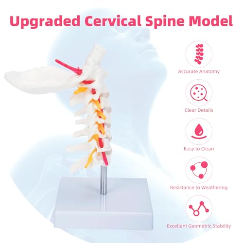 Image of Cervical Vertebra Arteria Spine Spinal Nerves Anatomical Model | Cervical Spine Model with Cervical Vertebrae,Cervical Nerves, Vertebral Arteries, Occipital Plate,Life Size Human