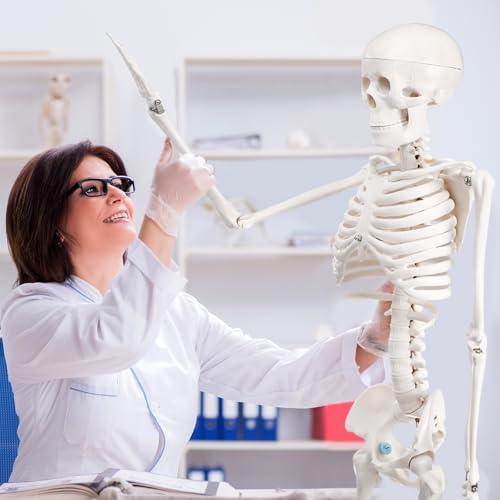 Image of Briwooody Human Skeleton Model for Anatomy 33.4'' Model Half Size Human Skeleton with Base Movable Arms and Legs for Students and Teachers