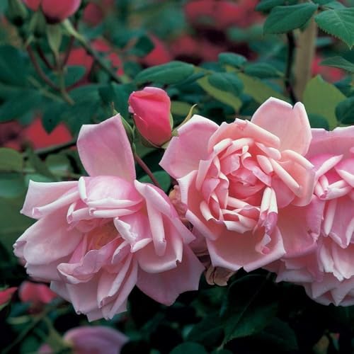 Albertine (Rambling Rose) Potted Rose