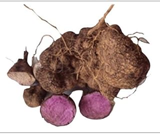 40 semillas de Dioscorea Alata de color marrón