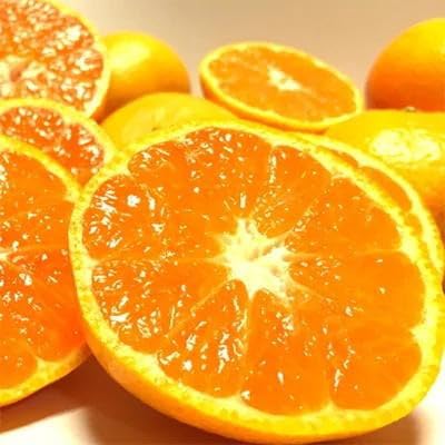 [先行予約]大粒 有田みかん 約10kg[MS16]