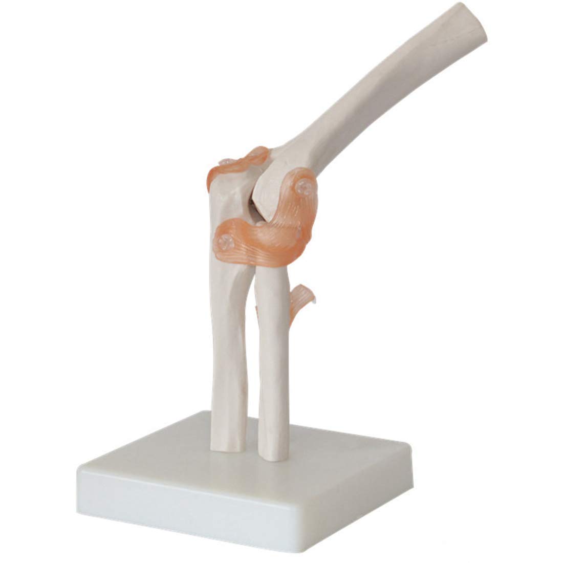 ERNZI Aprendizaje De Modelos Educativos para Ayudar A Modelos Anatómicos De Ligamentos De Codo De Tamaño Real Modelos Anatómicos De Articulaciones De Codo Modelos Científicos De Anatomía Ósea