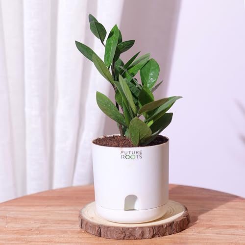 Future Roots Live ZZ Plant in Self-Watering Pot - Air-Purifying Indoor Plant for Home & Office | Zero Maintenance Gift Plant for Living Room, Desk, Kitchen, Bedroom Décor