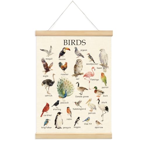 CalmVerve Bird Poster Hanger Frame Classroom Decor, Homeschool Decor, Educational Bird Species Chart Wall Art, Bird Identification Poster for Kids Learning, Teacher Nursery Playroom Decor 12x16 Inch