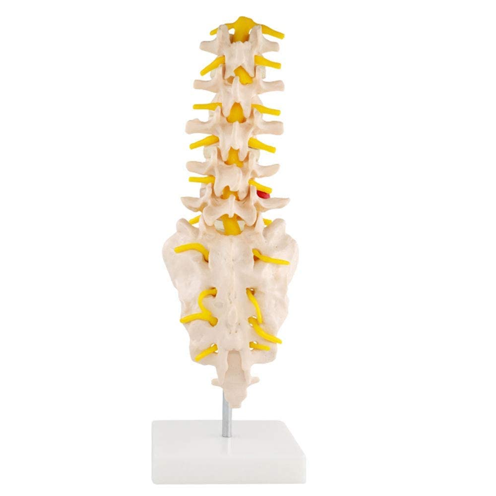Buy Lumbar Spine Anatomy Model Anatomical Human Spine Model Consists of 5 Lumbar Vertebrae