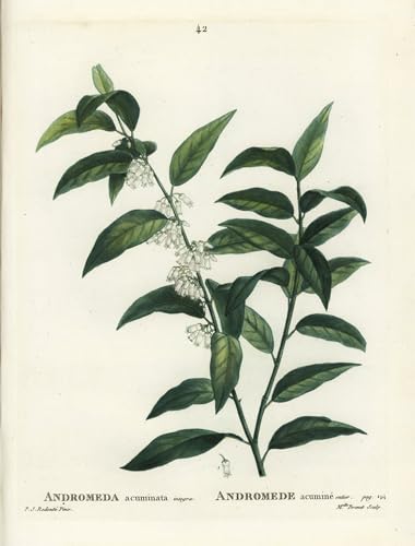 Cuadro de Fetterbush Andromeda de 60x90cm: decoración botánica en lienzo