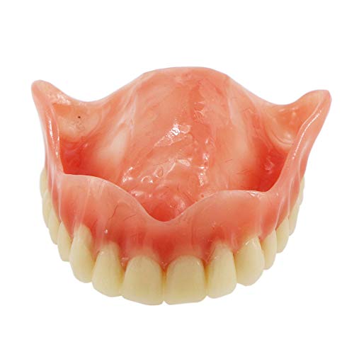 Dentalmall Dental Upper Implants Model Overdenture With 4 Superior Teeth Demo Transparent Vision For Education And Study Model Tool M6001 C #TOP5