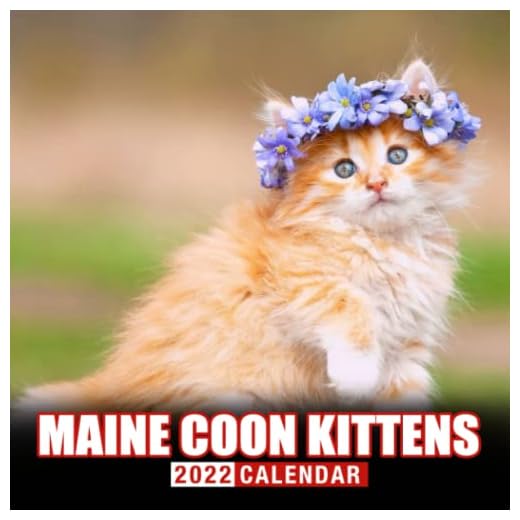 Maine Coon Kittens Calendar 2022: Cute Cat Calendar 2022, January 2022 - December 2022, 12 Months, Squared Monthly Planner | Kalender Calendario Calendrier | BONUS 4 Months 2023